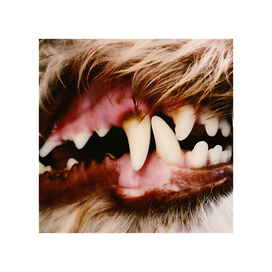 Lucius - Digital Album